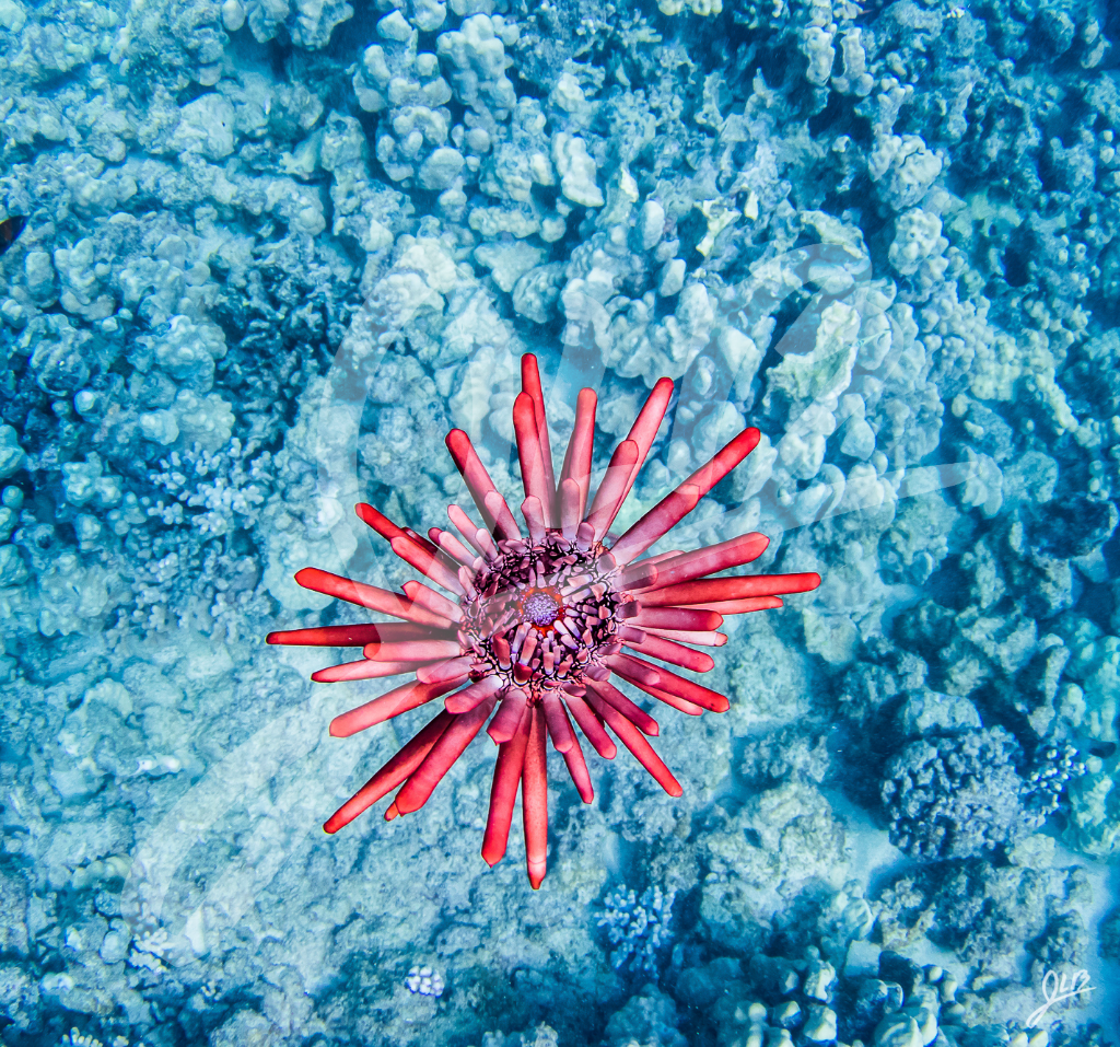 24oz Pencil Urchin Flask